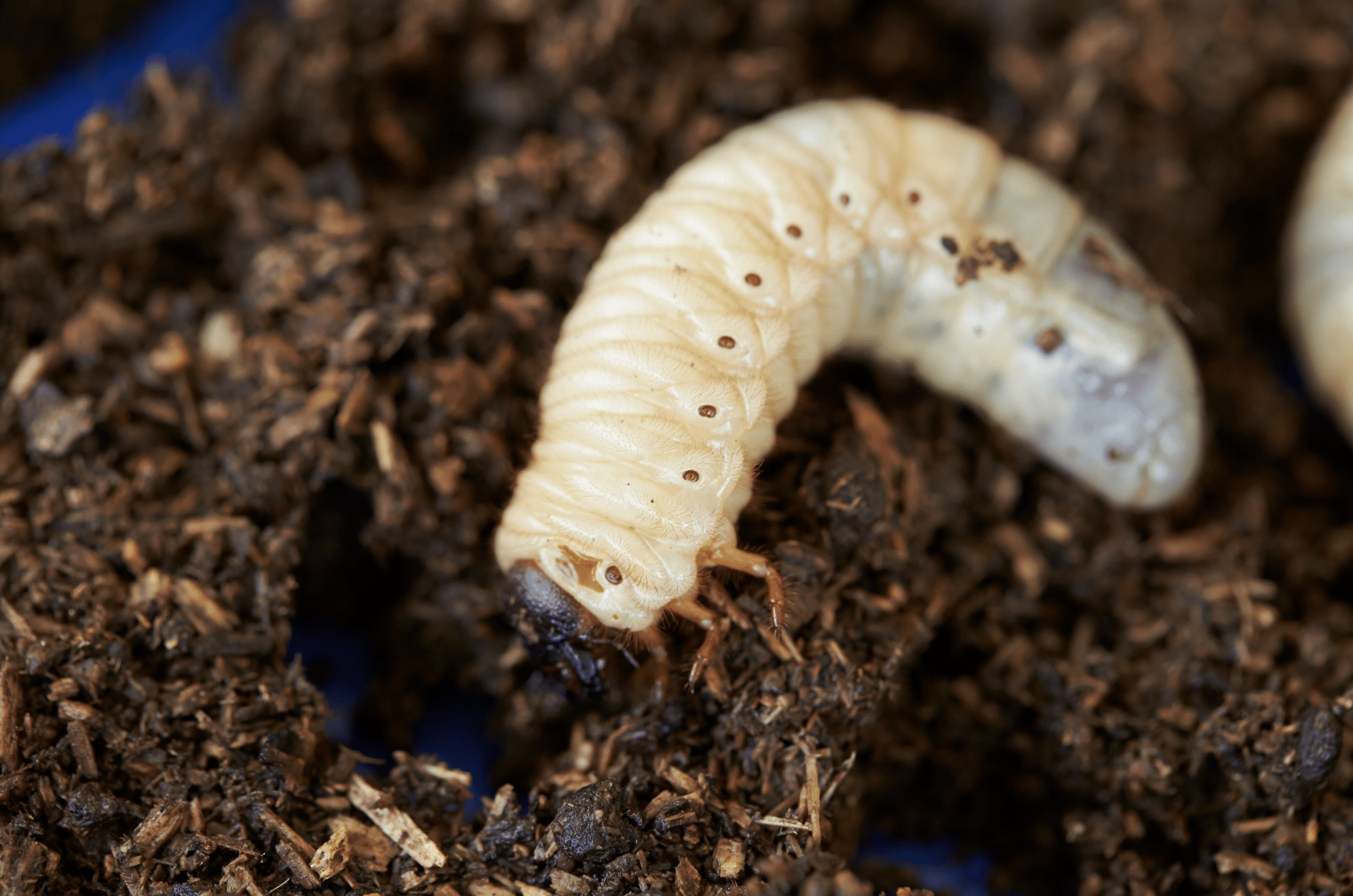 La méthode de nos anciens pour éliminer efficacement les gros vers blancs des pots de fleurs