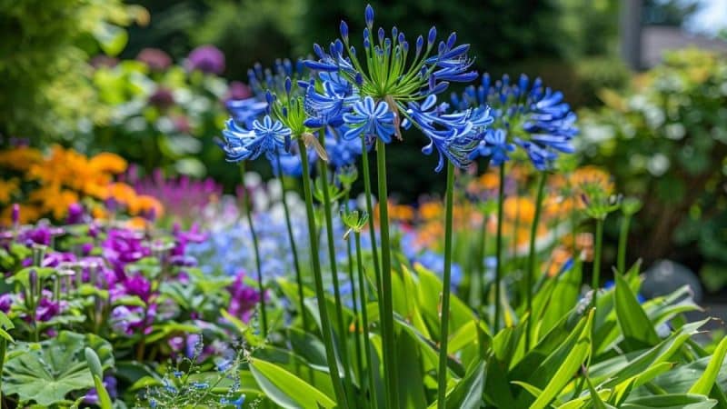 Doit-on récolter les graines d’agapanthes qui tombent naturellement ?