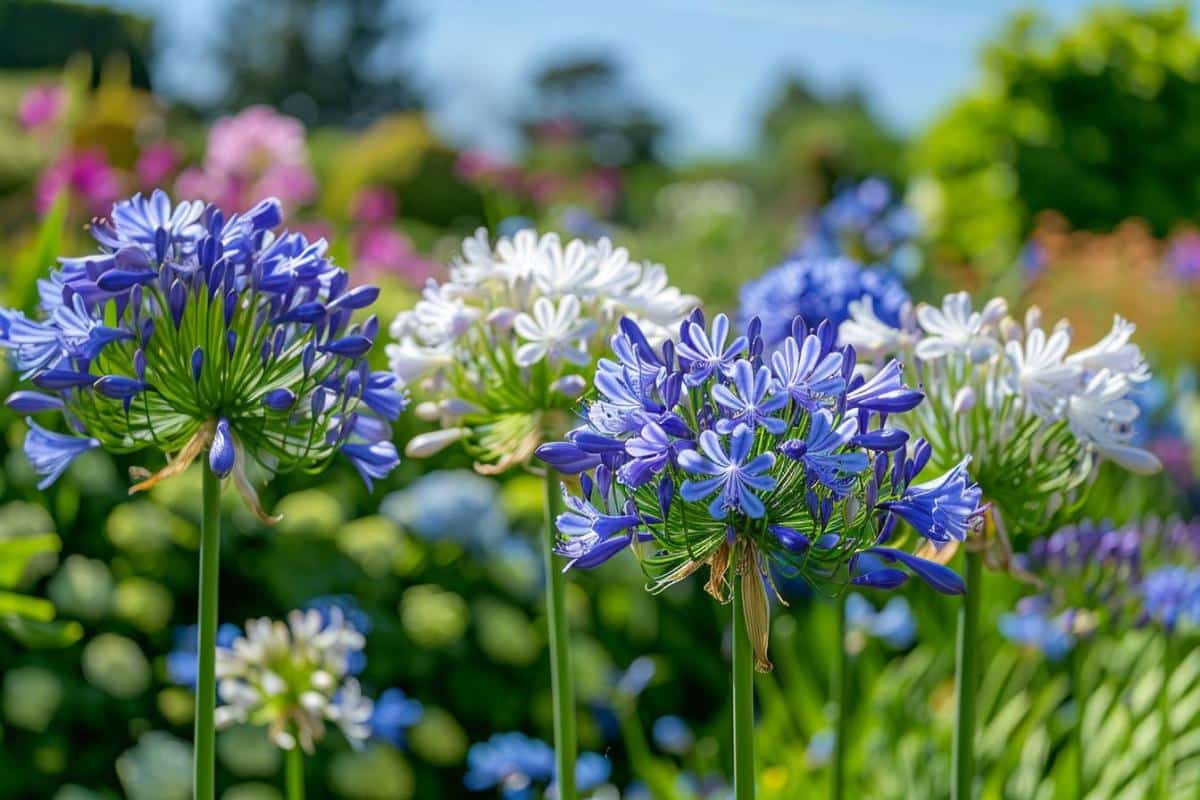 Ce que vous devez faire en septembre pour multiplier vos agapanthes et que la floraison ne s&rsquo;arrête jamais
