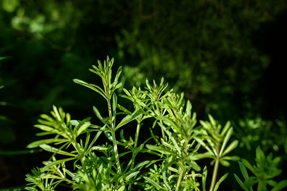 cette-mauvaise-herbe-hyper-envahissante-et-collante-est-en-fait-une