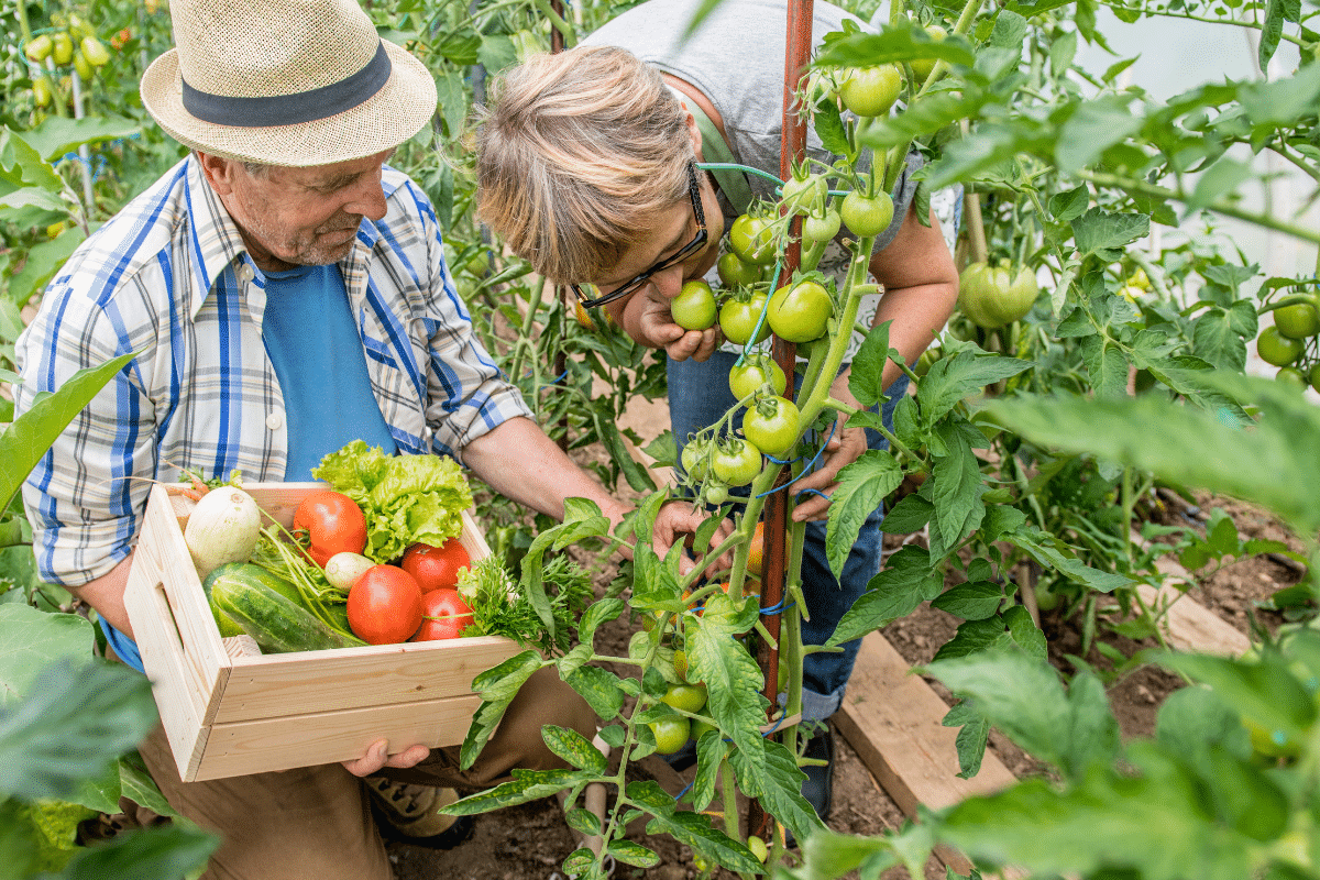 Quels légumes de grand-mère planter en juillet, et quels sont ceux prêts à être récoltés ce mois-ci ?
