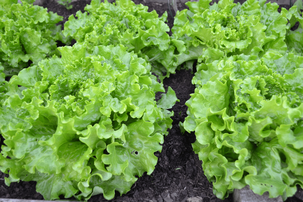 Voici les variétés de salade à planter en août qui supportent très bien la chaleur