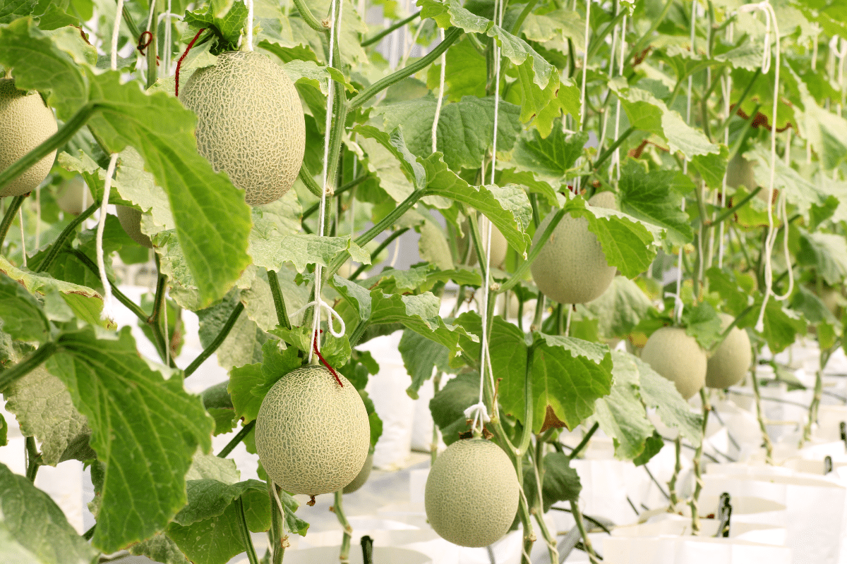 5 Filets Hamacs Pour Melons Et Pastèques - Pour Culture Verticale Au Jardin - Support Réutilisable Pour Fruits Lourds