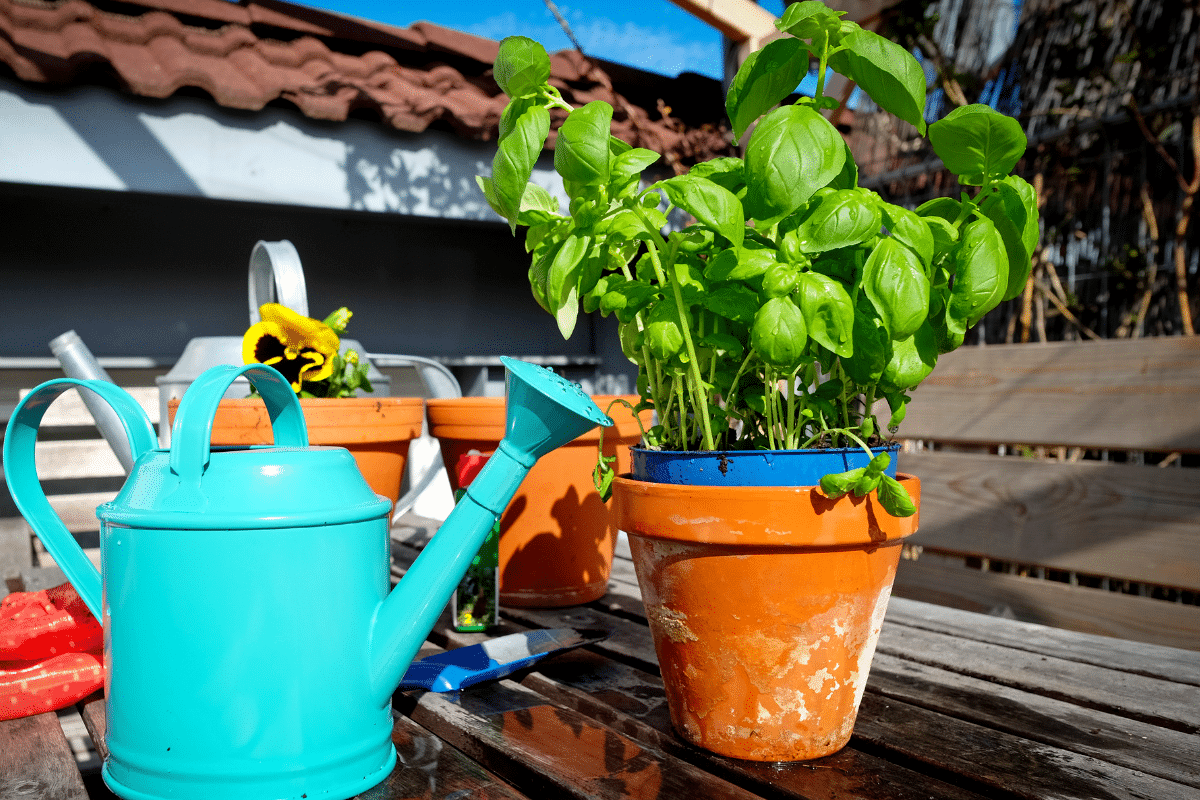 Comment faire durer votre basilic en pot plus longtemps avec ces techniques ?