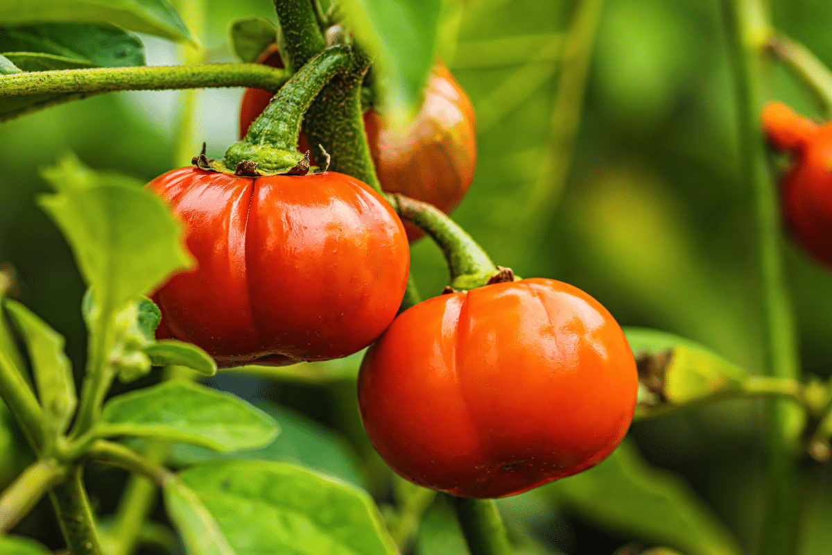 3 Solutions étonnantes pour sauver vos tomates de la pourriture et assurer une récolte parfaite