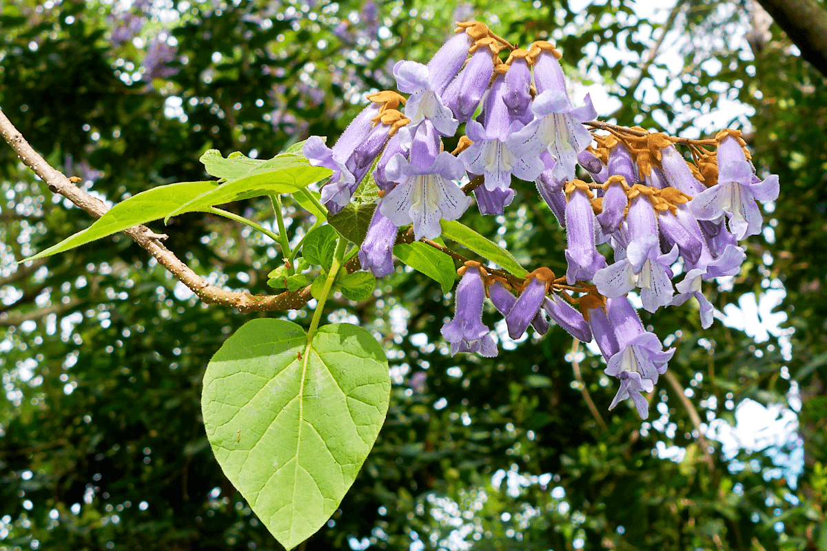 Voici les meilleures astuces pour surmonter les défis de la culture du Paulownia et sublimer votre jardin.