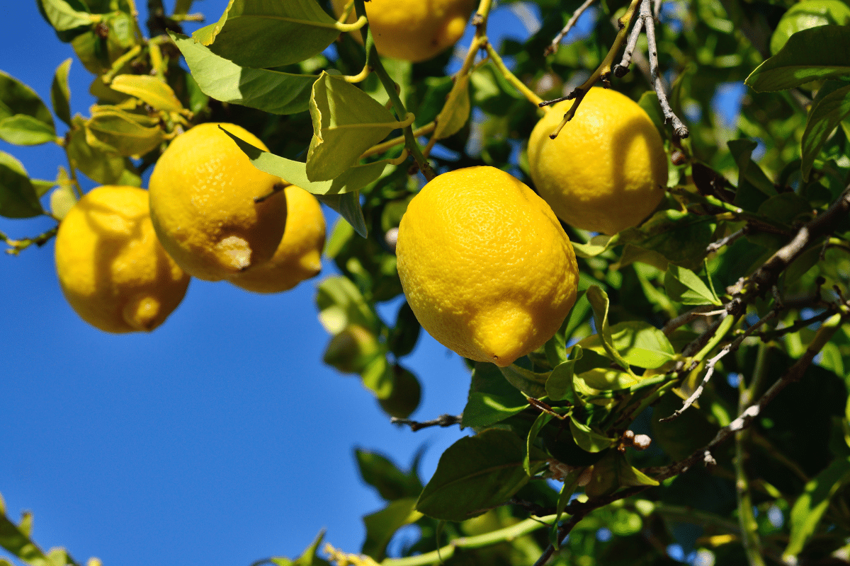 Comment cet ingrédient simple que vous jetez chaque jour pourrait booster naturellement la croissance de votre citronnier