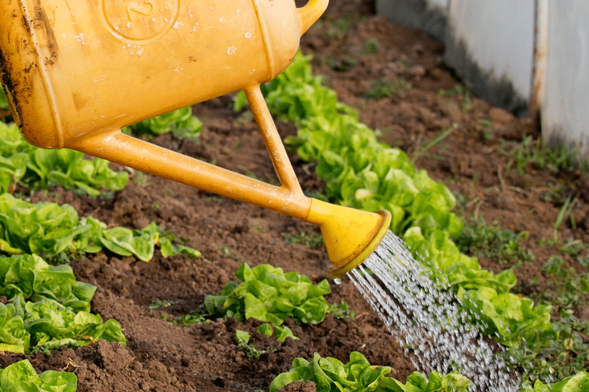 Les légumes que vous devez absolument arroser tous les jours pour garantir leur croissance et leur saveur optimales.