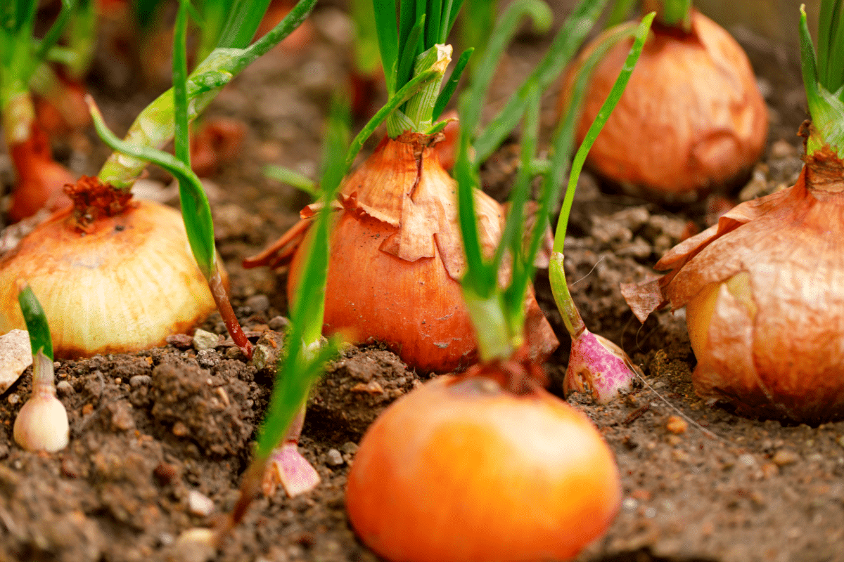 Associer les bonnes plantes avec les oignons pour un potager explosif