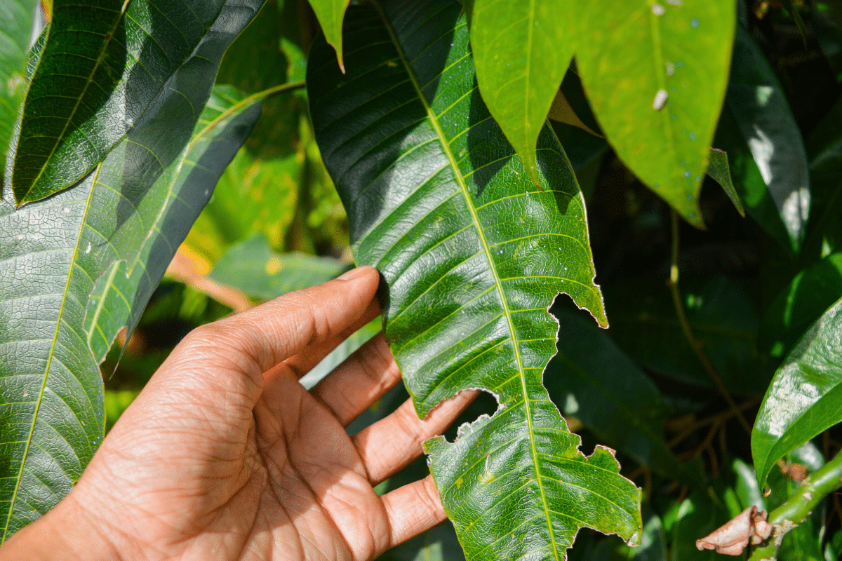 Comment soigner vos plantes brûlées par la canicule ?