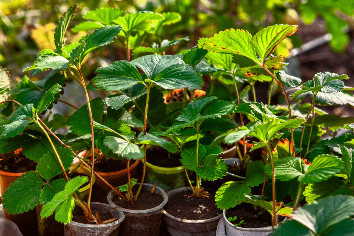 7 Solutions simples pour renforcer vos semis filiformes et obtenir des plants robustes