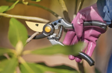 Les arbustes à bouturer avant le 31 août pour transformer votre jardin en paradis floral