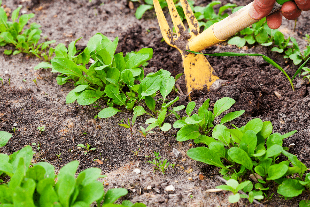 Doit-on éliminer toutes les mauvaises herbes dans le potager sans exception ?