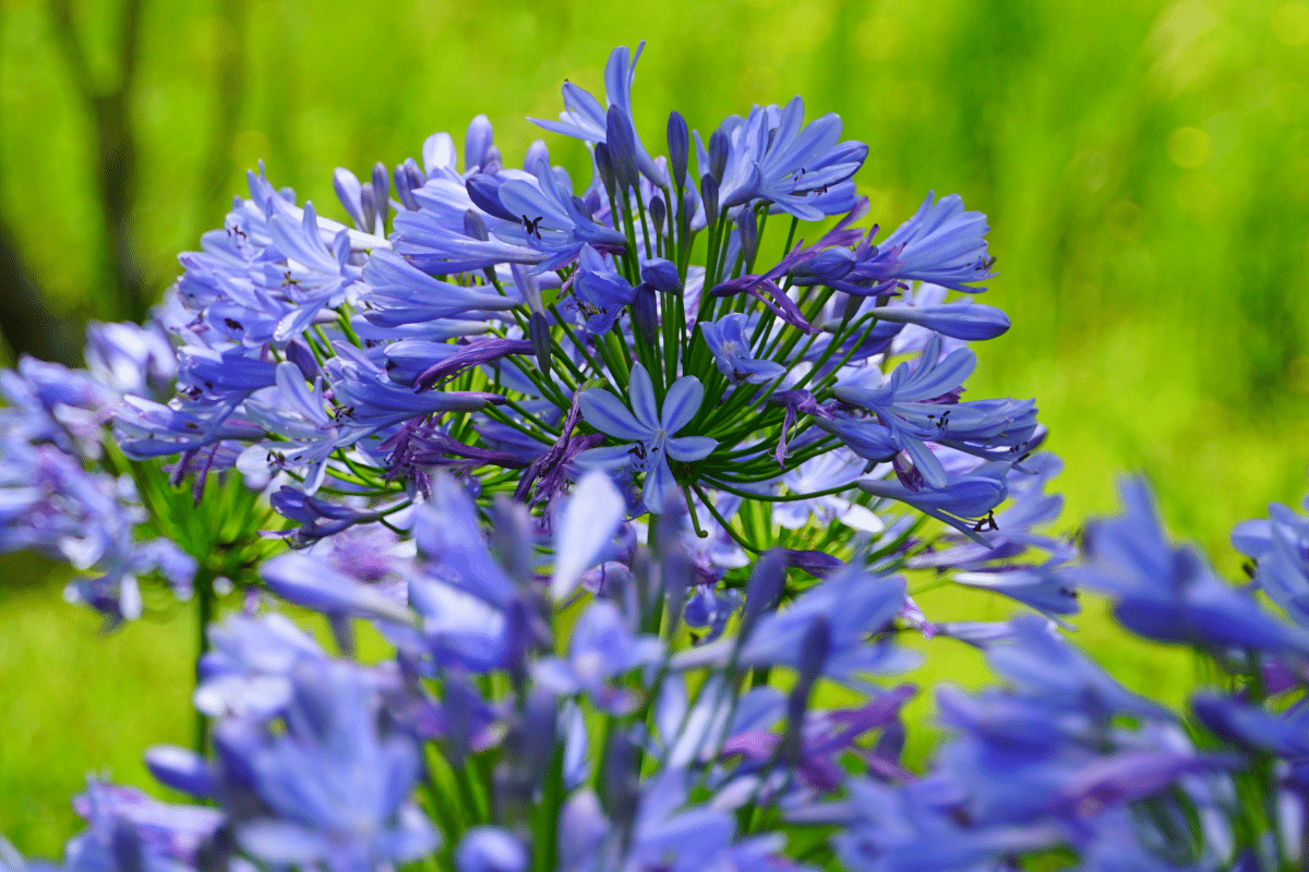 Ce que ma grand-mère sait pour obtenir des agapanthes en fleurs tout l&rsquo;été et un jardin éclatant de couleurs