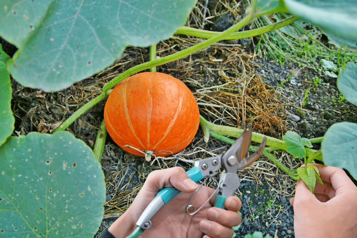 Boostez votre récolte de courges et potirons grâce aux astuces de taille que mon grand-père jardinier m&rsquo;a enseignées