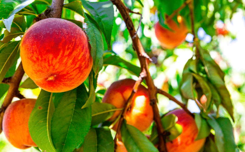 Cloche du pêcher : la méthode imparable pour éviter cette maladie cette année