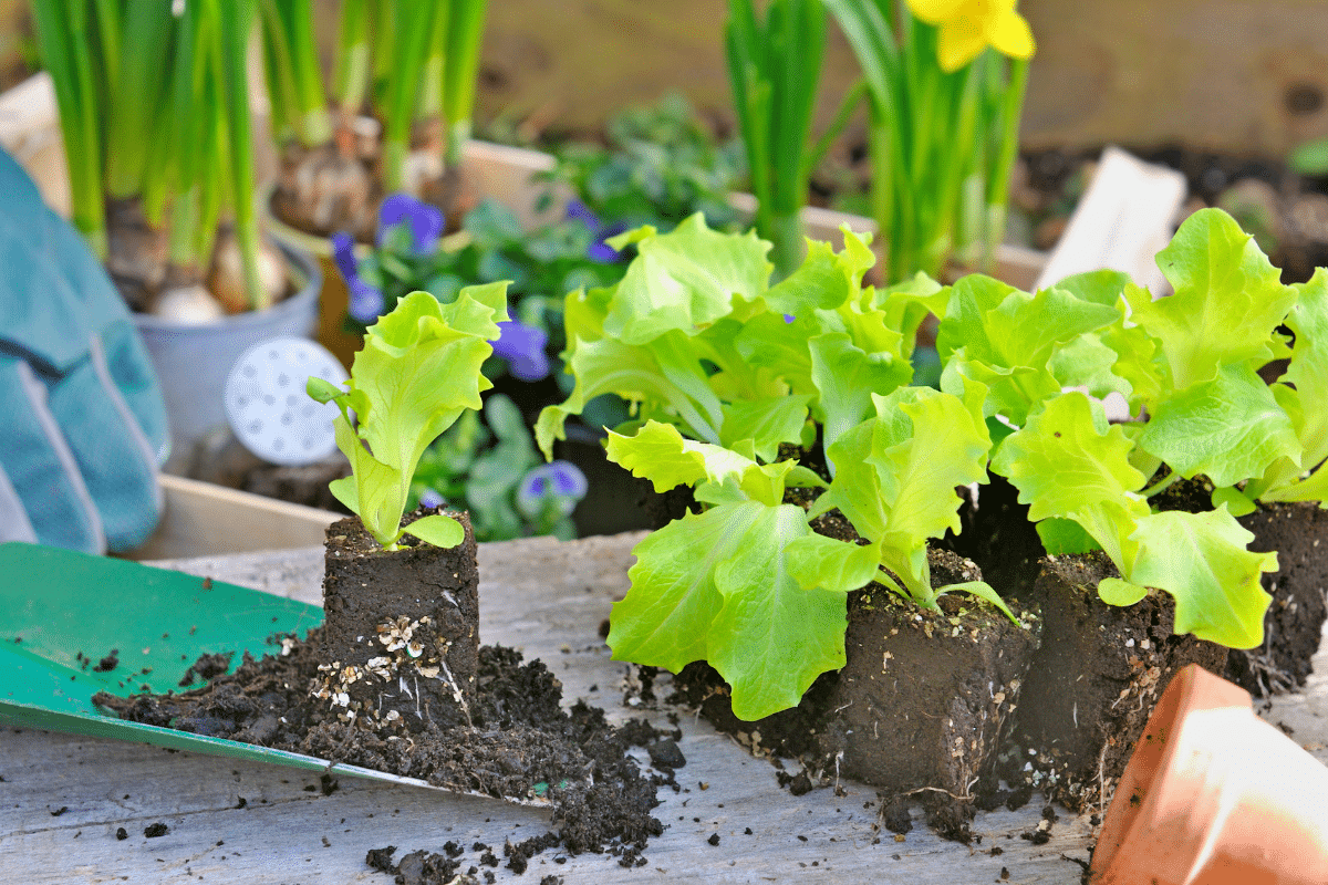 Un jardinier m’a glissé ces légumes à semer maintenant : ils donnent sans effort dès le début de l’été