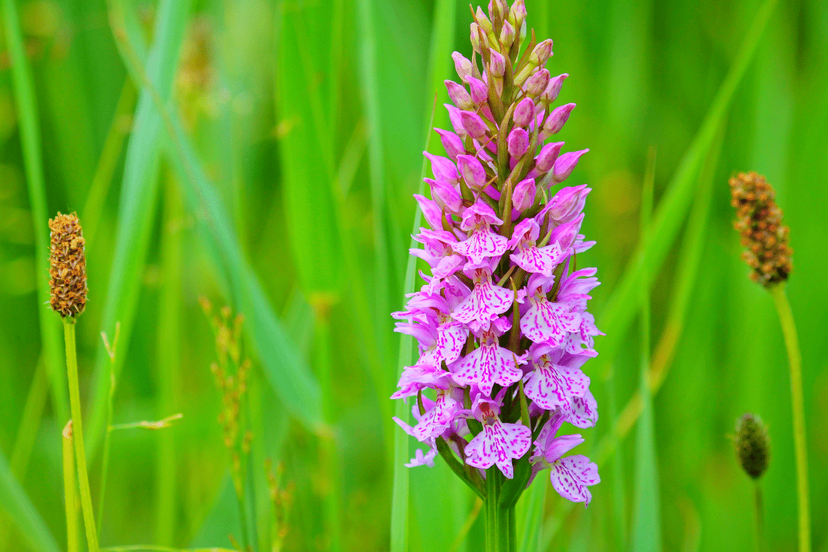 Orchidées sauvages : le secret pour les cultiver facilement et embellir votre jardin