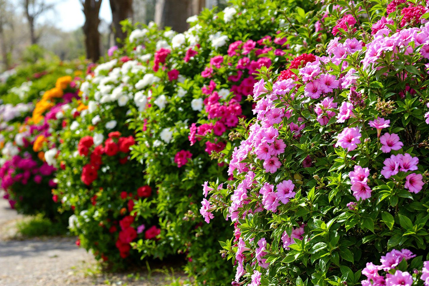 3 Arbustes à planter jusqu&rsquo;au 30 mars pour obtenir rapidement une haie fleurie spectaculaire