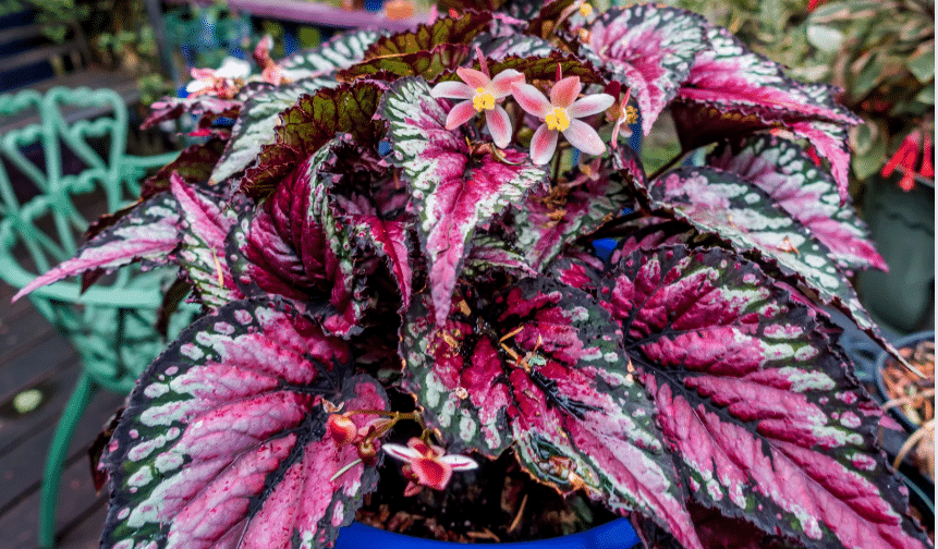 Cette plante oubliée adore l’ombre… et crée un coin fleuri magique sans effort