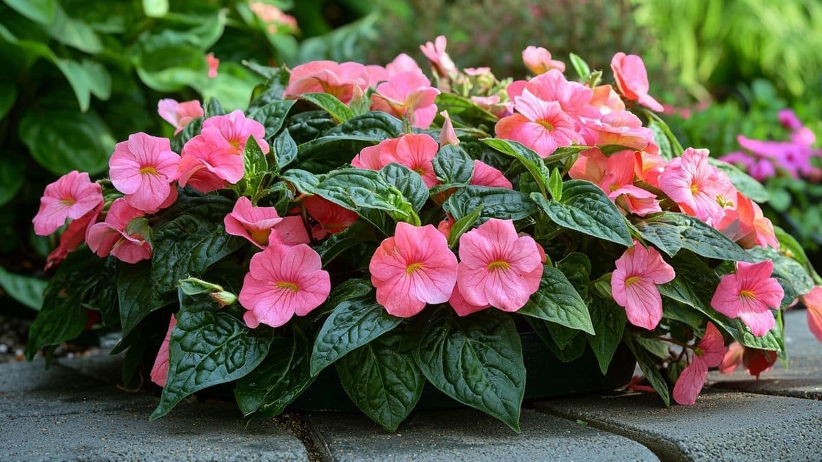 L’arrosage des impatiens devient facile avec cette astuce de pépiniériste
