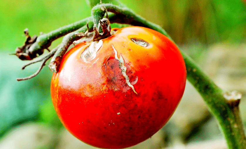 L’association maline qui protège vos tomates des maladies et des parasites