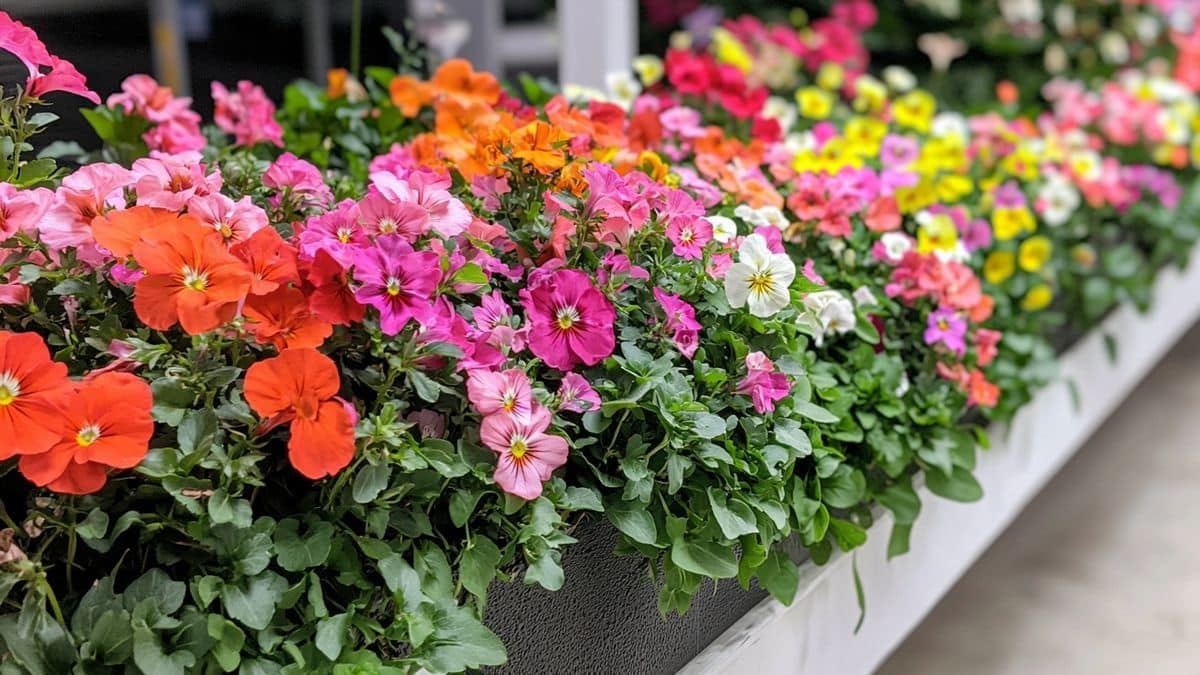 Massif fleuri sans prise de tête : ces 5 plantes font tout le travail à votre place (et elles sont magnifiques)