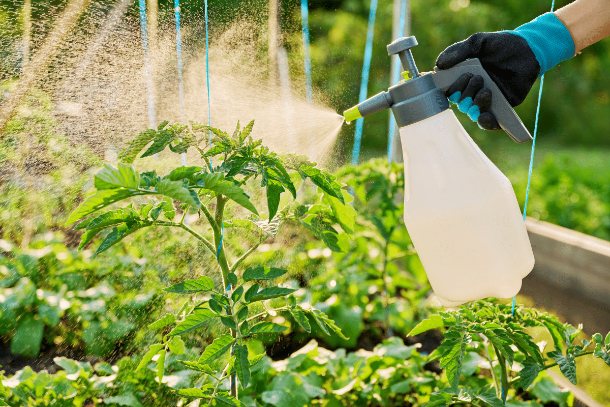 Voici comment protéger vos tomates du mildiou sans traitement chimique