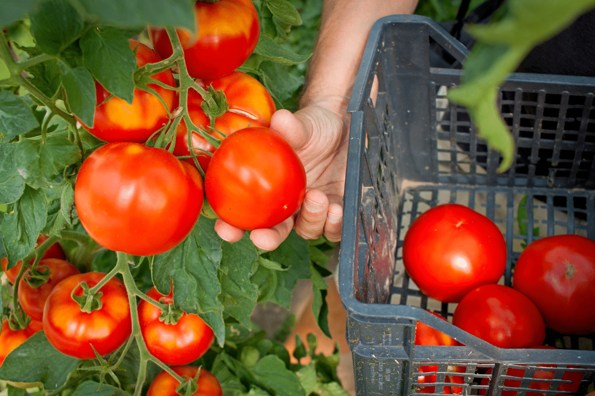 1 Récolte de tomates sur 3 fichue à cause de cette erreur en mai (et elle est fréquente)