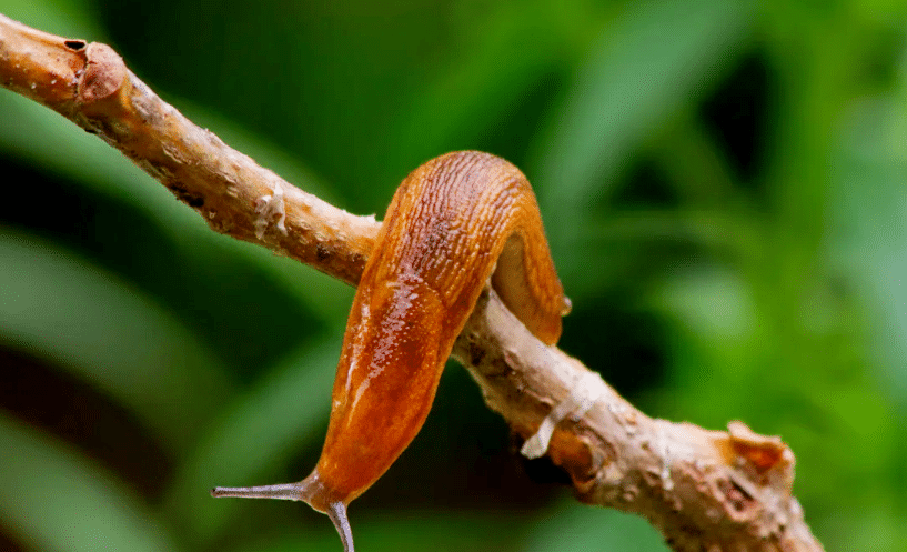 Vaporisez ce mélange maison, et les limaces disparaissent en une nuit