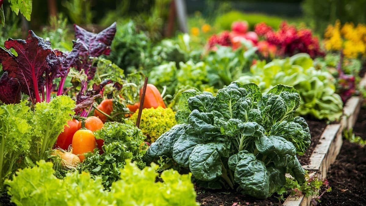 Les 8 légumes à semer absolument en juin pour des paniers débordants tout l&rsquo;automne et le 5e pousse tout seul