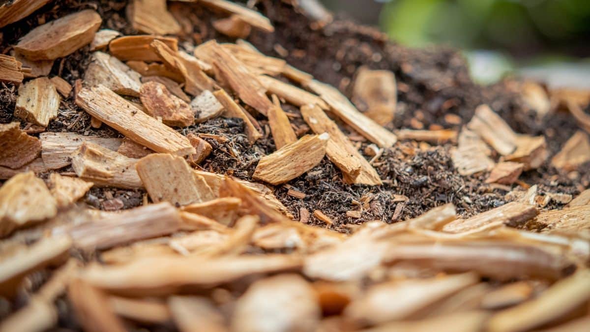 Pailler avec du bois ? Voici pourquoi ça peut nuire à vos plantes s’il est mal utilisé