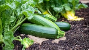 Les avantages du sable pour les courgettes
