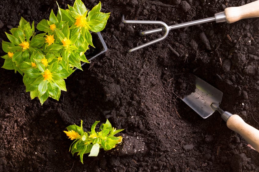 Préparer le sol avant toute plantation