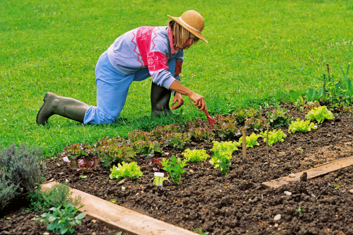 Je teste les alliances du potager comme en 1900 : des couples de plantes qu’on a oubliés