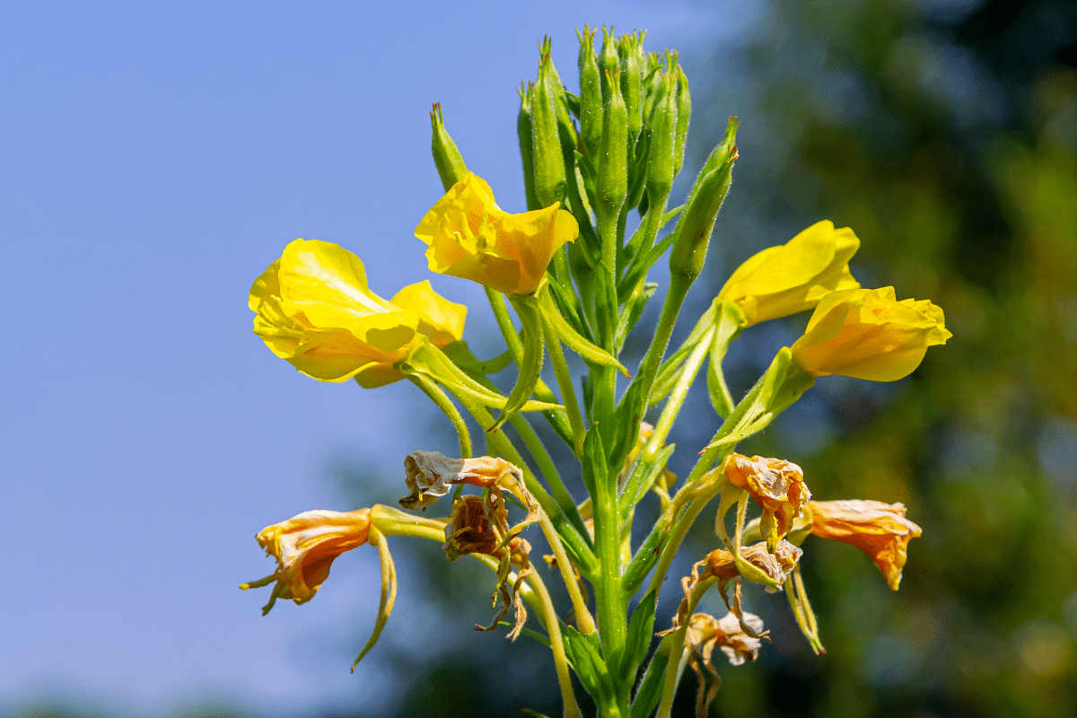 Cette fleur servait de montre solaire aux jardiniers : elle s’ouvre et se ferme avec une précision folle