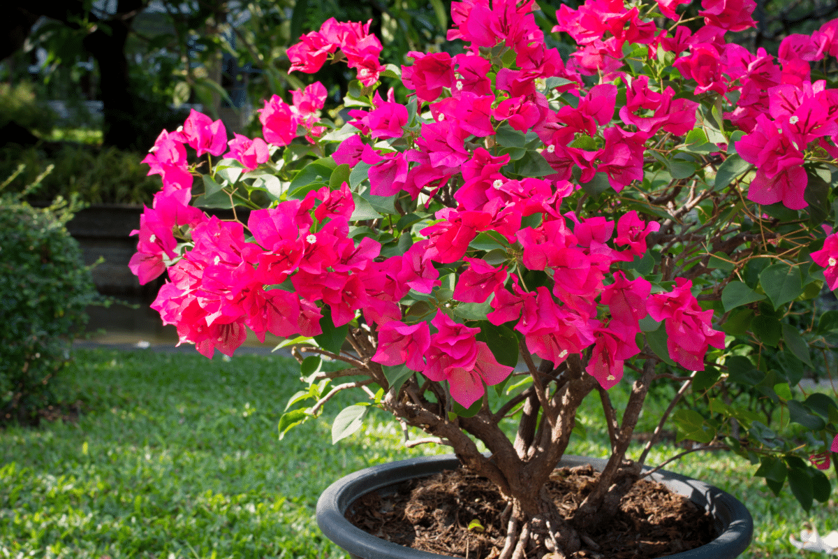 Bougainvillier en pot : l’astuce de ma voisine pour une explosion de fleurs tout l’été