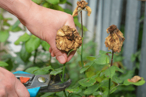 Les bonnes pratiques pour maximiser la floraison estivale