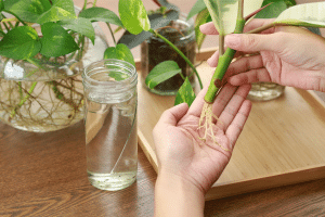 Les plantes les plus adaptées à cette technique
