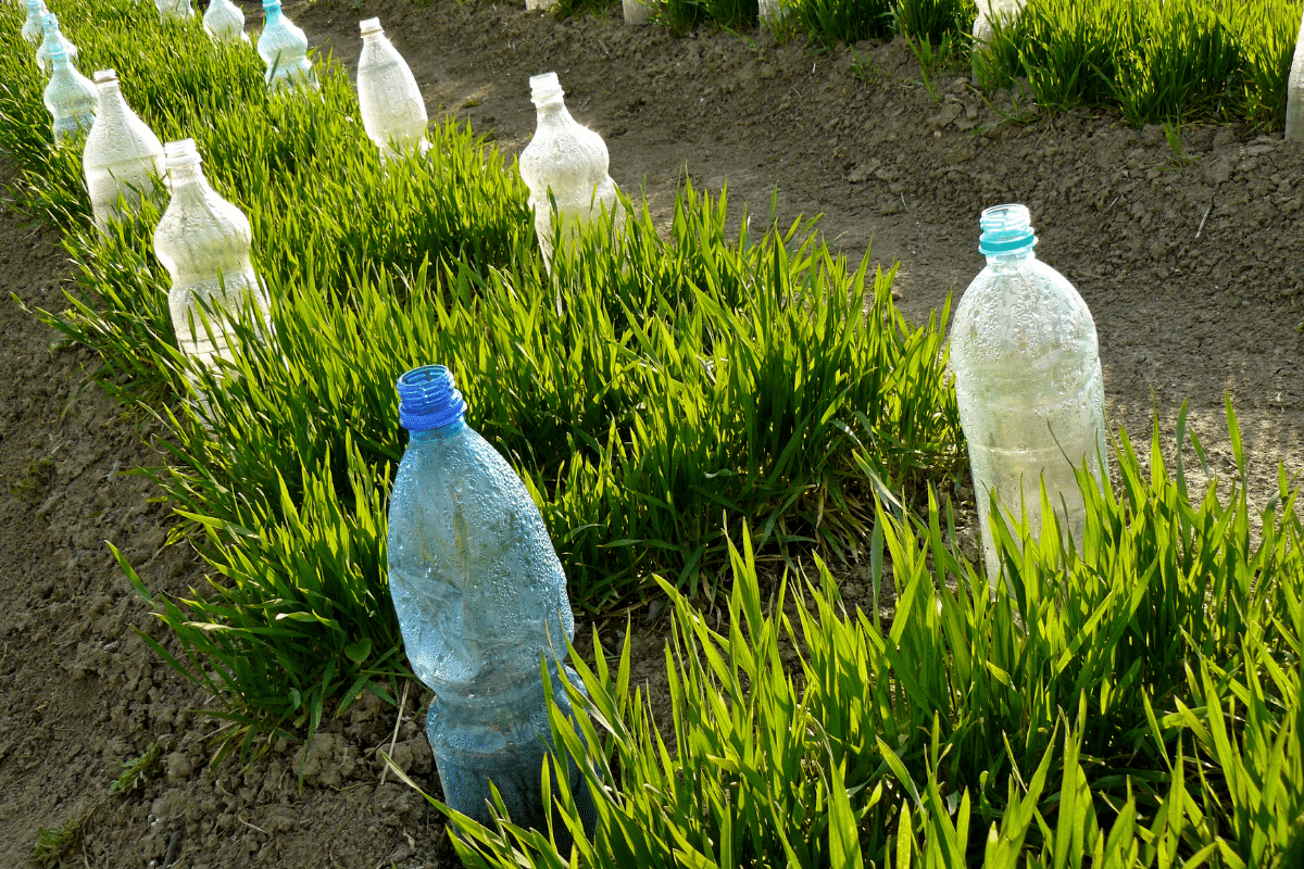 Pourquoi certains jardiniers enterrent une bouteille d’eau percée dans les massifs