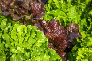 Les principes de base de l’ombrage naturel