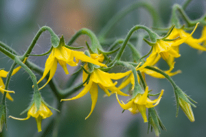Les causes principales d'un manque de floraison