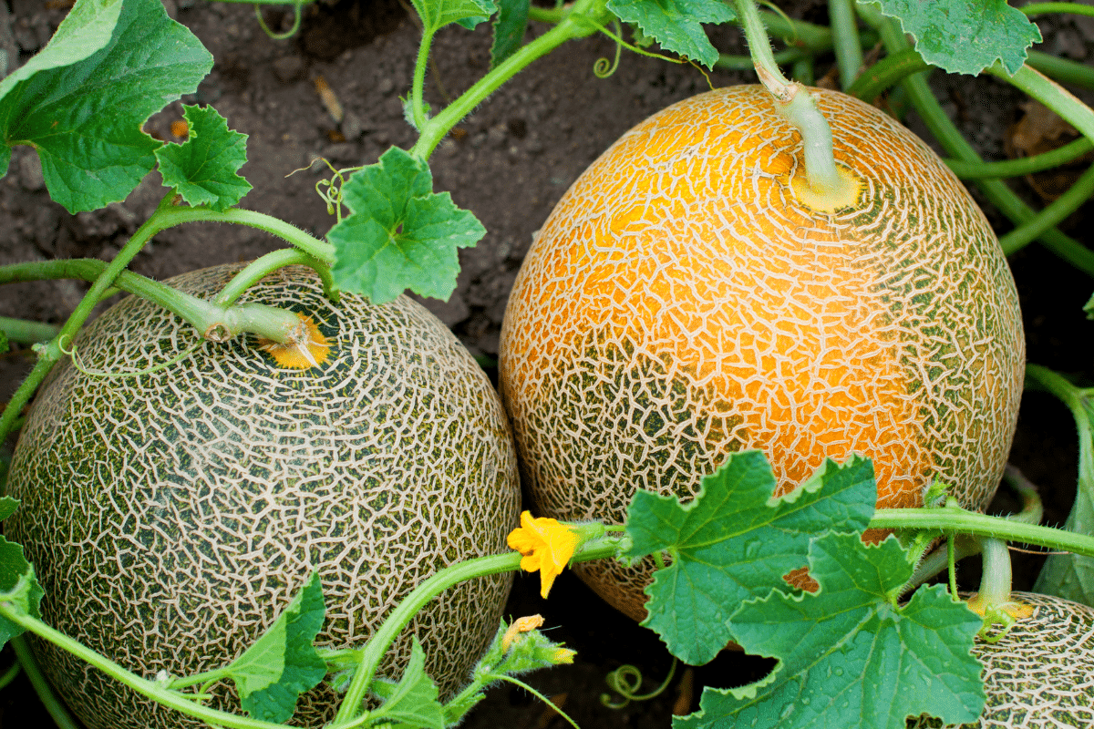 Un plant de melon sans tuteur : l’astuce maline pour éviter qu’il ne pourrisse au sol