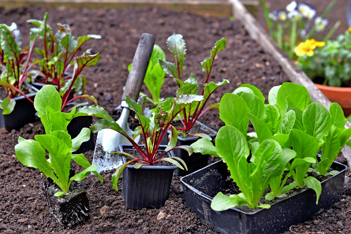 À semer dès maintenant pour un potager express qui résiste à la chaleur jusqu’à l’automne
