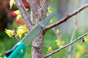 La taille d’été : le moment de la régénération