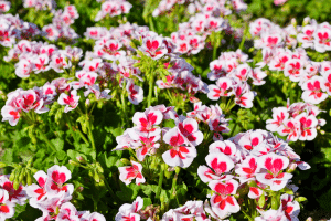 Les solutions pour relancer la floraison des géraniums