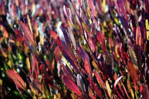 Son feuillage original et son adaptation aux conditions sèches