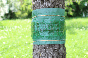 Utiliser des bandes adhésives contre les parasites