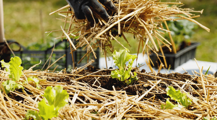 J’ai remplacé mon paillage par ce déchet de cuisine en juillet… et mes légumes en raffolent