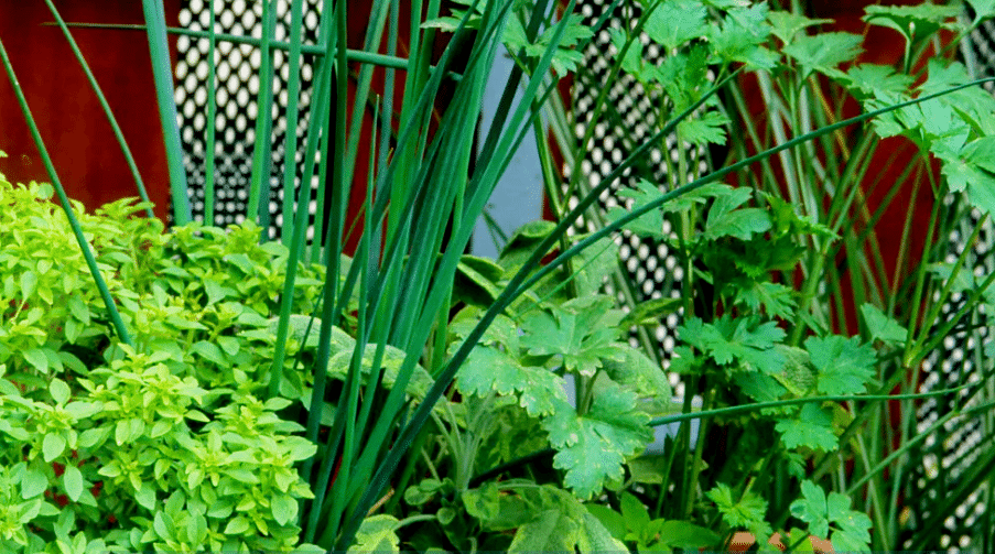 Planter ces 3 aromatiques ensemble les rend plus résistantes et plus parfumées